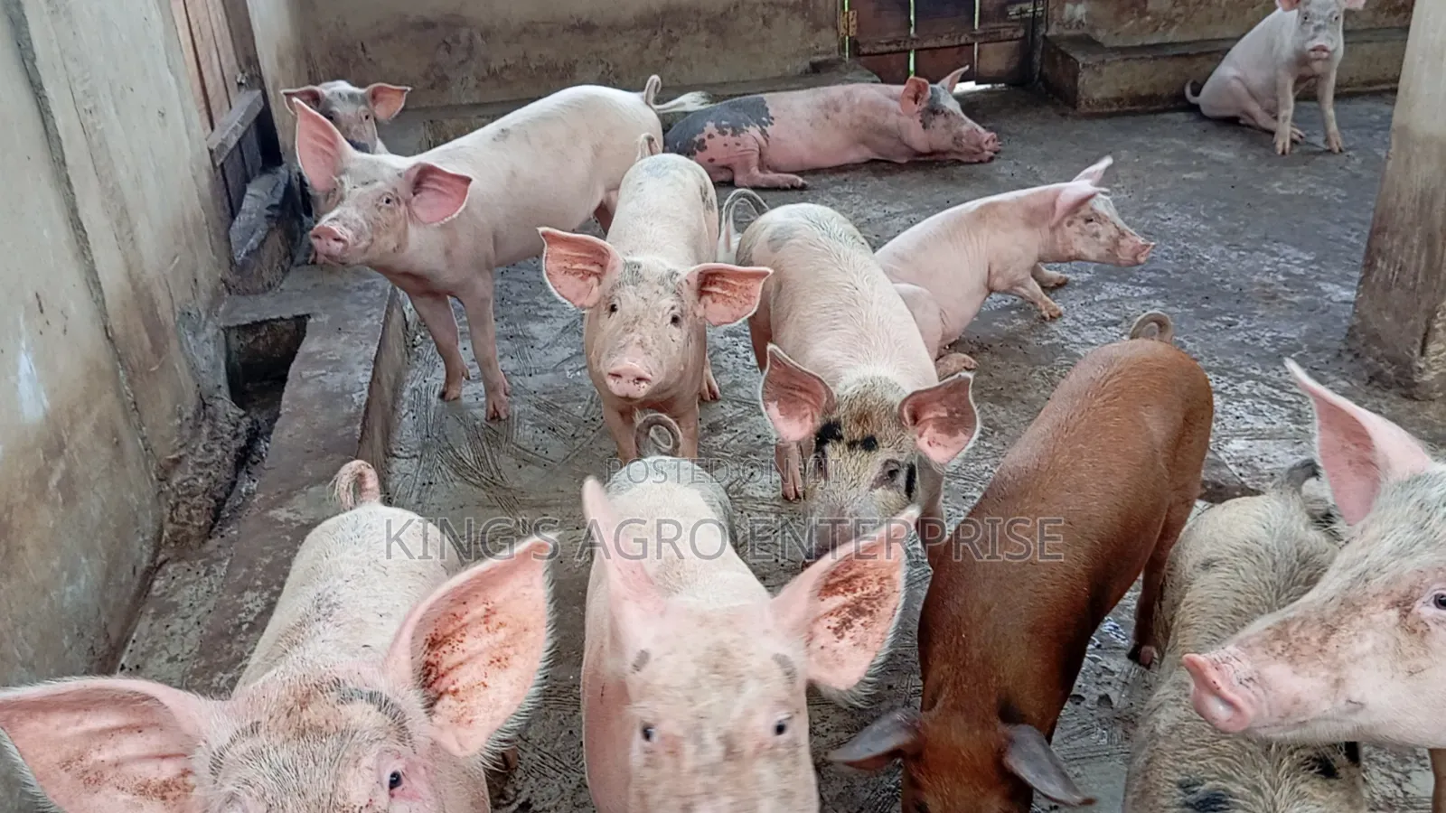 Tn-70, Duroc...