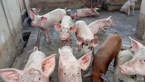 Tn-70, Duroc...