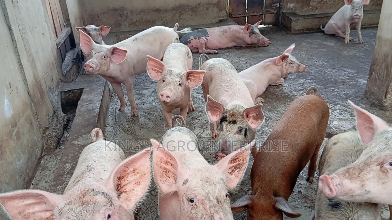 Tn-70, Duroc...