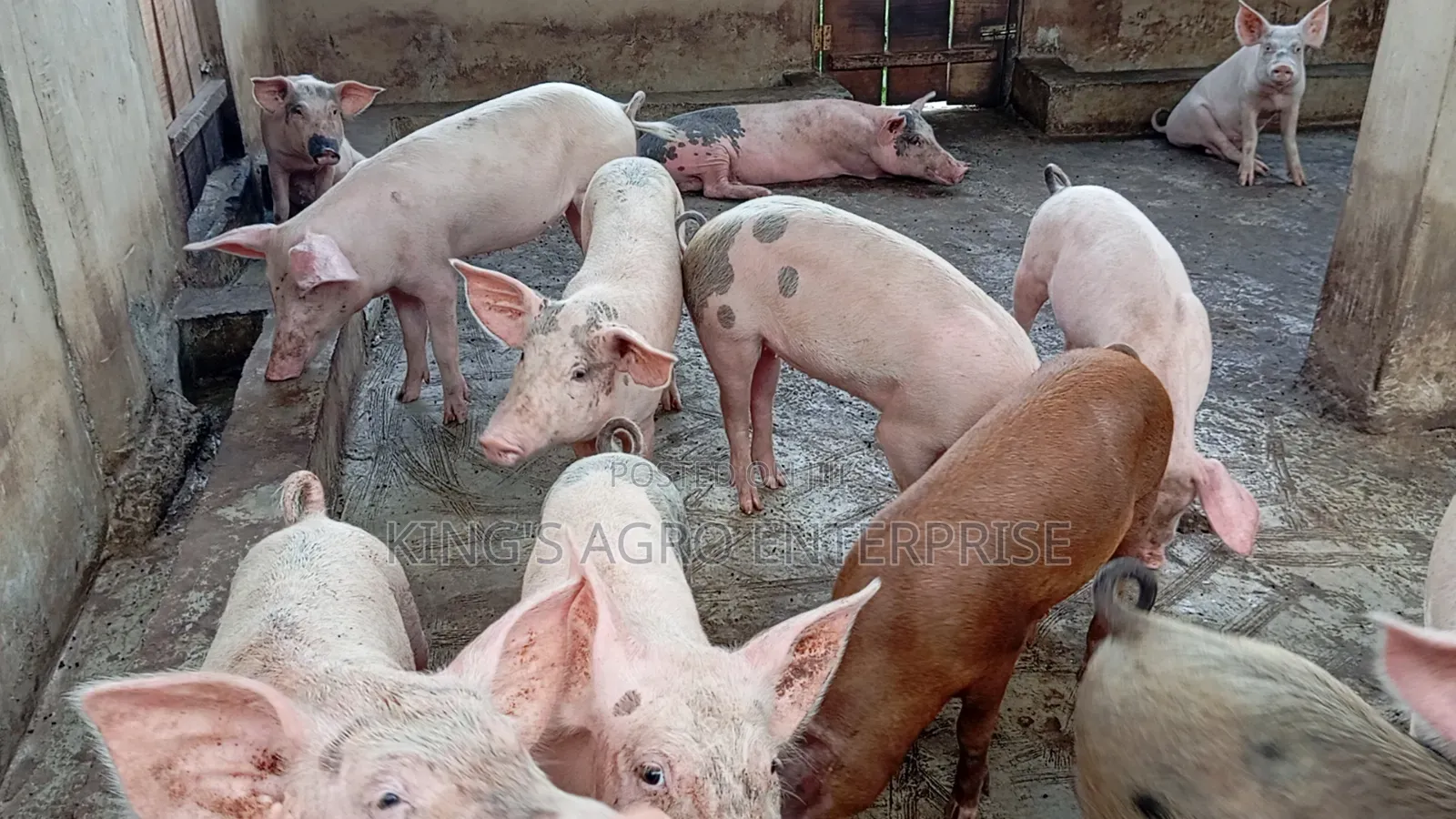 Tn-70, Duroc...