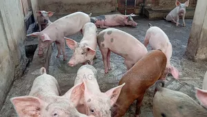 Tn-70, Duroc...