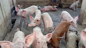Tn-70, Duroc...