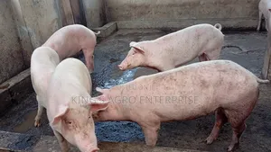 Tn-70, Duroc...