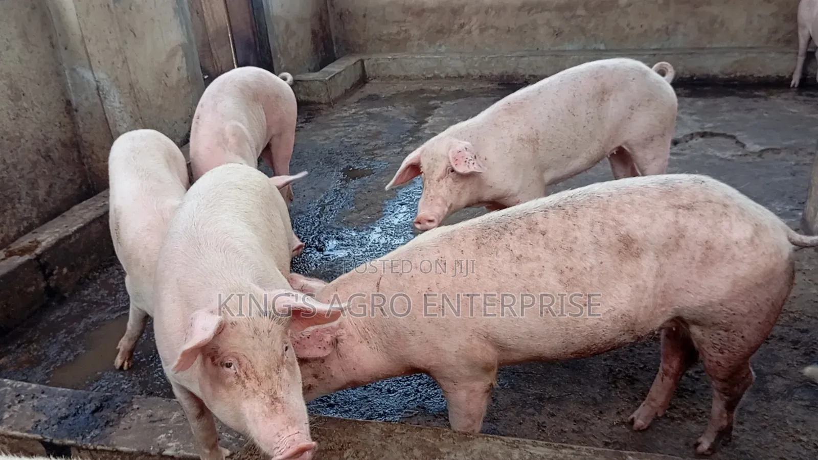 Tn-70, Duroc...