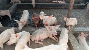 Growers, Tn-70 and Duroc Breed
