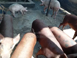 About to Cross Duroc and Cross of Duroc