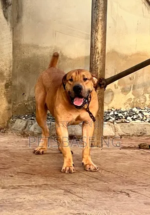 1+ year Male Purebred Boerboel