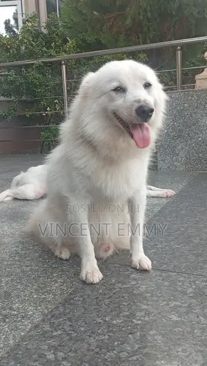 1+ year Male Purebred American Eskimo