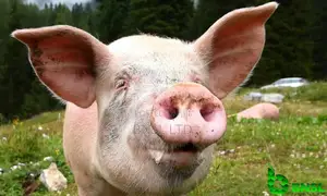 Bio-mix Pig Finisher- Customize Premix (Per Kg)