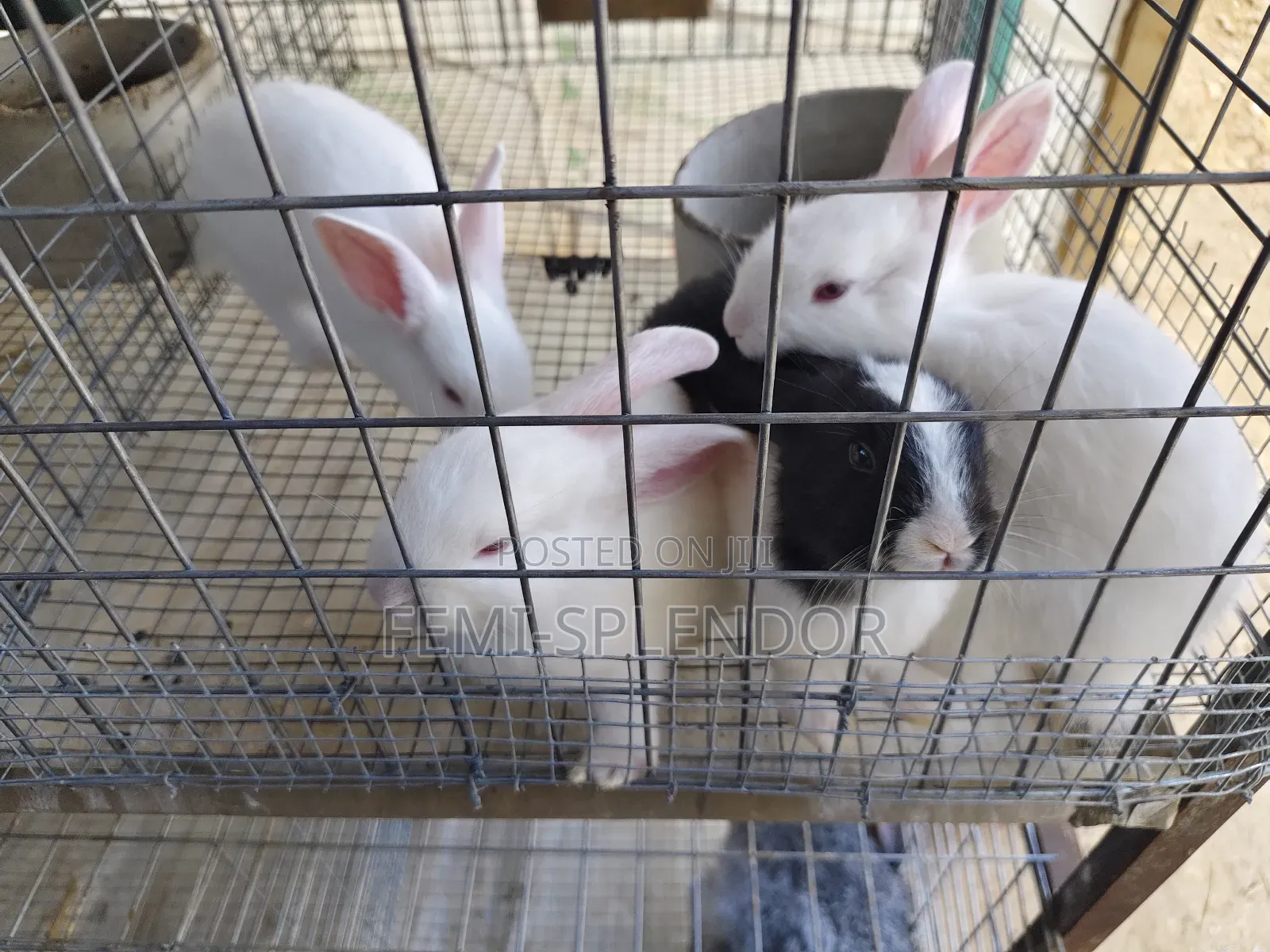 Rabbit Weaners