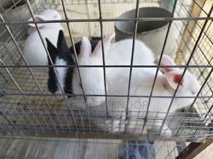 Rabbit Weaners