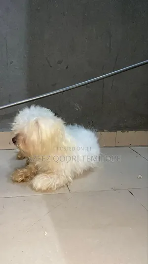 1+ year Female Purebred Lhasa Apso