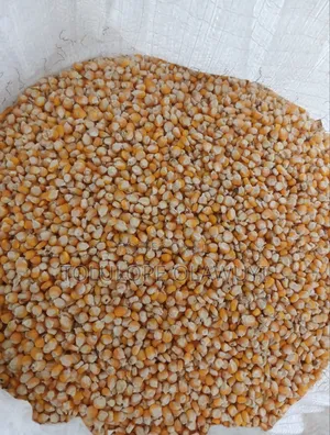 Maize Foundation Seed