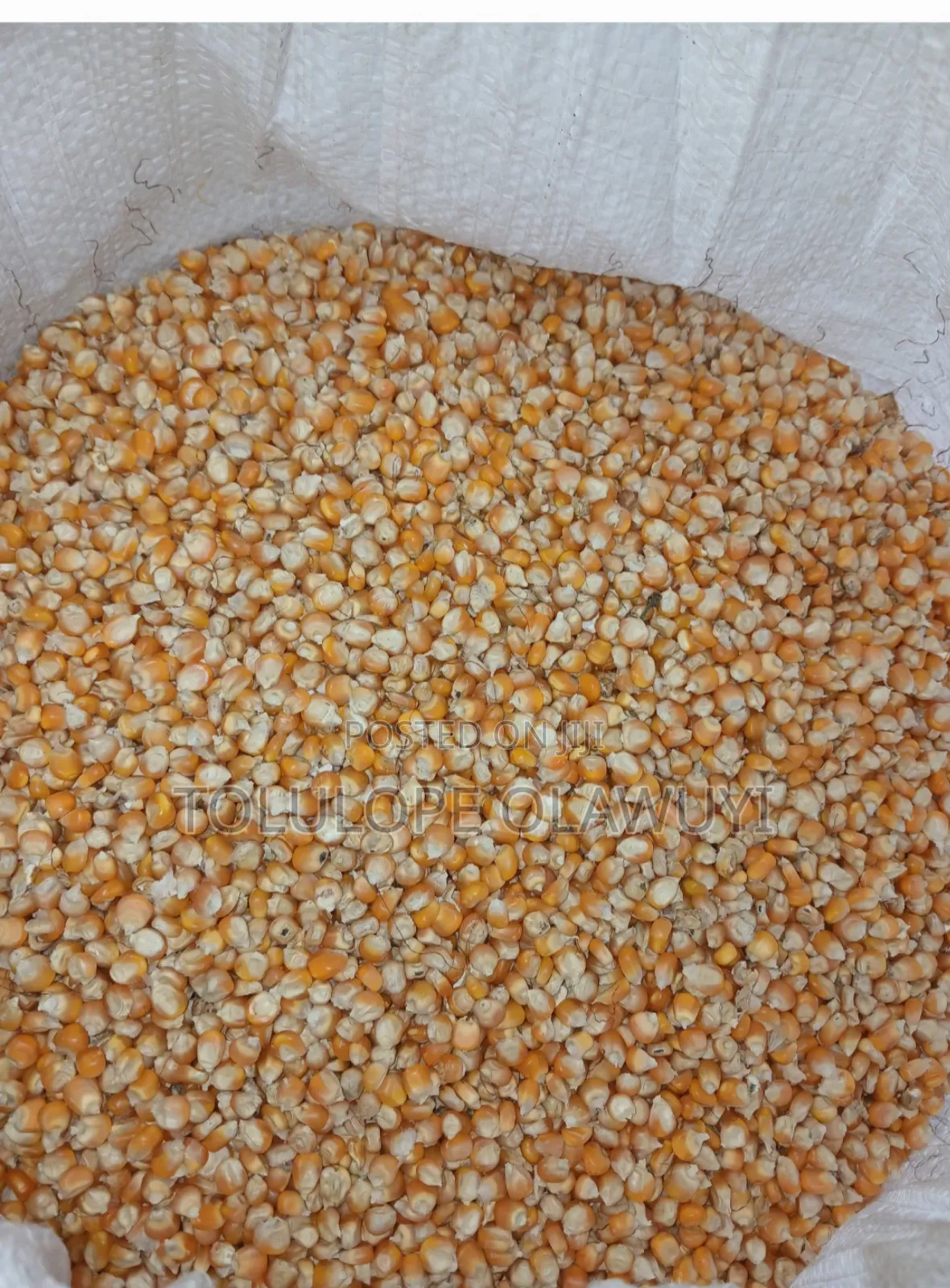 Maize Foundation Seed