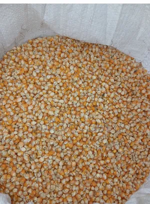Maize Foundation Seed