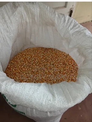 Maize Foundation Seed