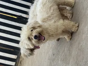 1+ year Male Purebred Lhasa Apso