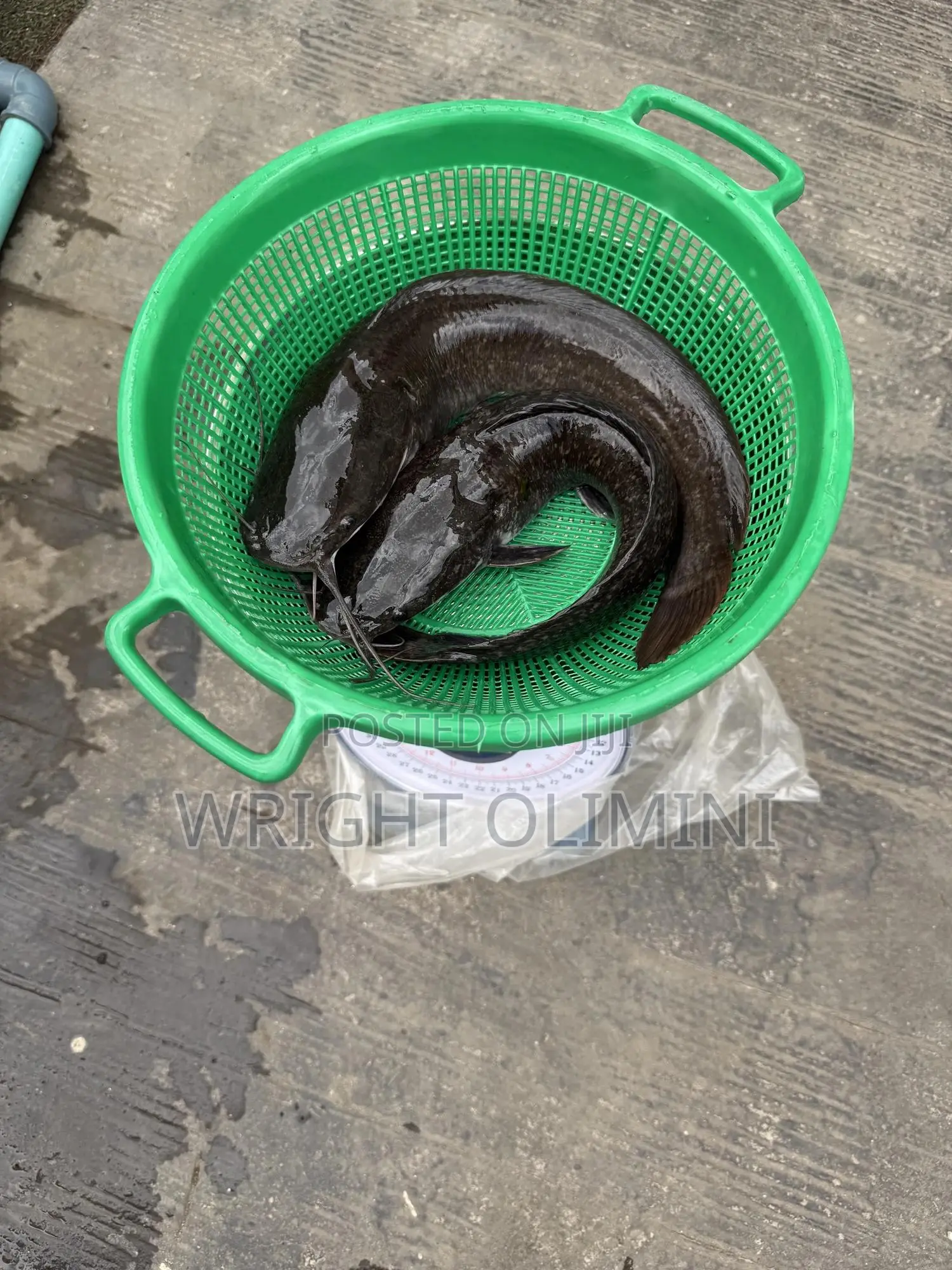 6months Catfish Ready for Sale