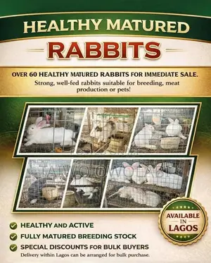Healthy Rabbit For Sale .