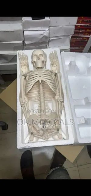 Anatomical Full Human Body Skeleton