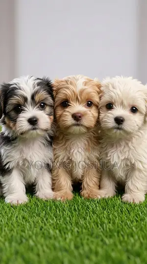 0-1 month Male Purebred Lhasa Apso