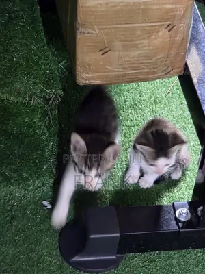 1-3 months Female Mixed Breed Exotic