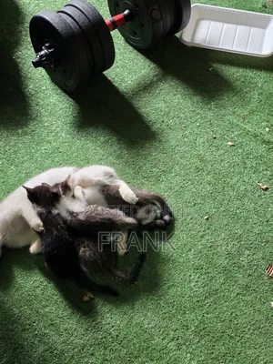1-3 months Female Mixed Breed Exotic