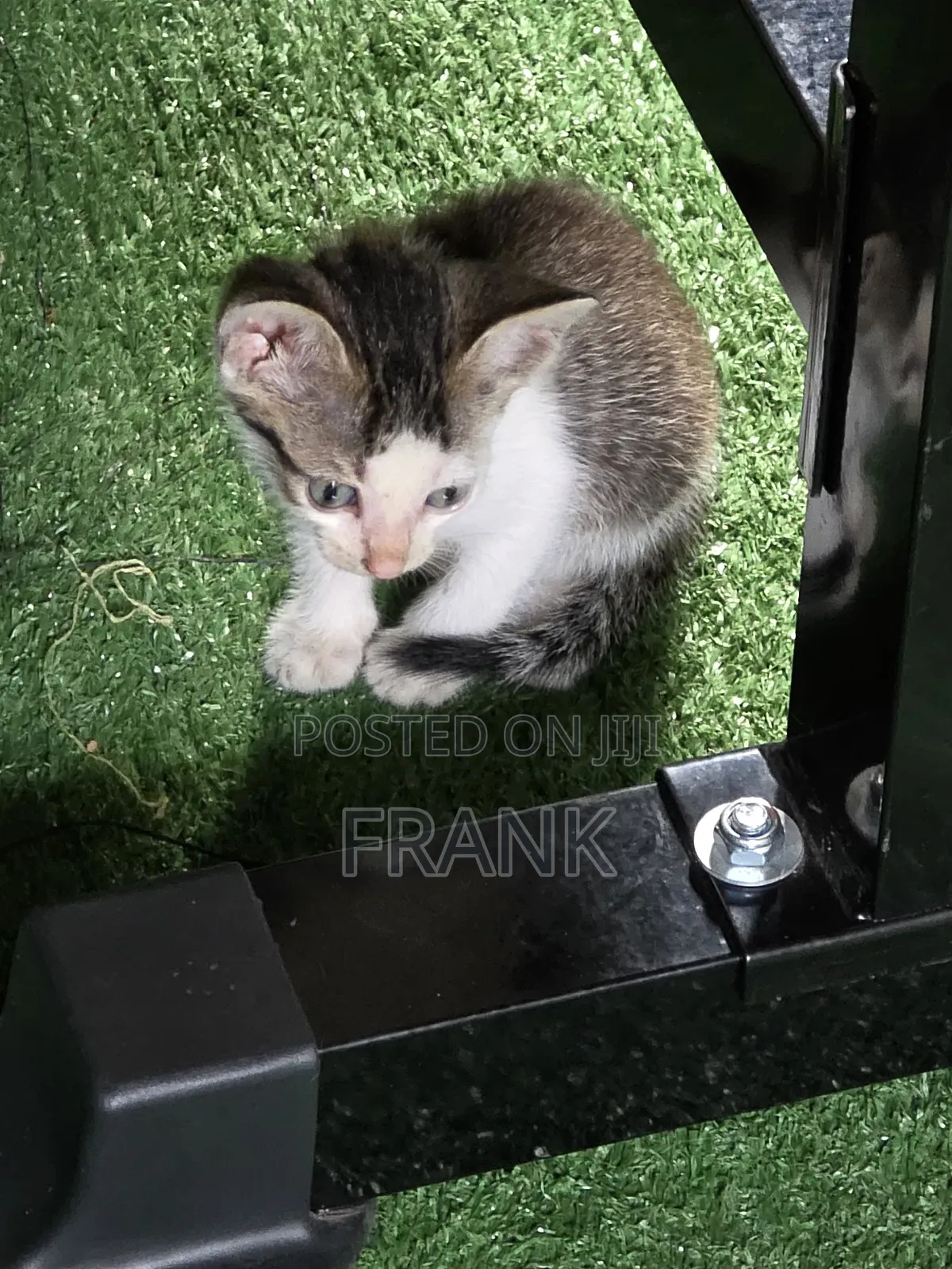 1-3 months Female Mixed Breed Exotic