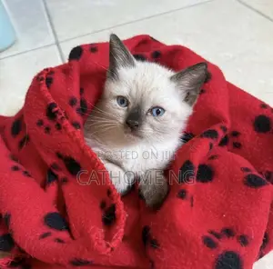 3-6 months Female Purebred Ragdoll