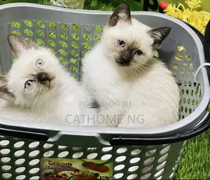 3-6 months Female Purebred Ragdoll