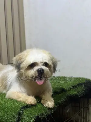 1+ year Male Purebred Lhasa Apso