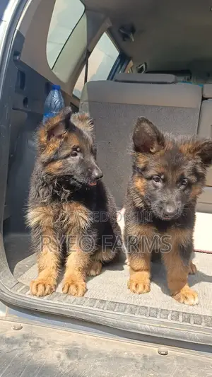 1-3 months Female Purebred German Shepherd