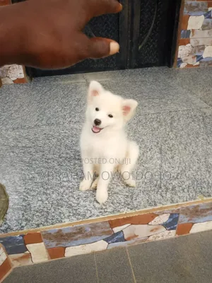 1-3 months Female Purebred American Eskimo