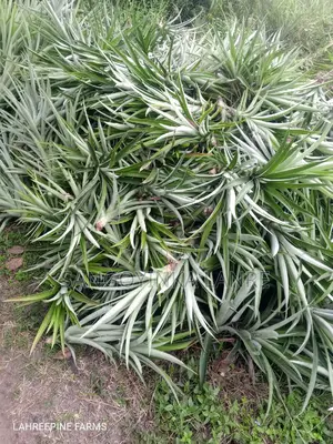 Improved Hybrid Pineapple Suckers
