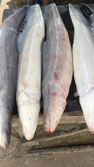 Asa Fish or Eja Osan African Knifefish