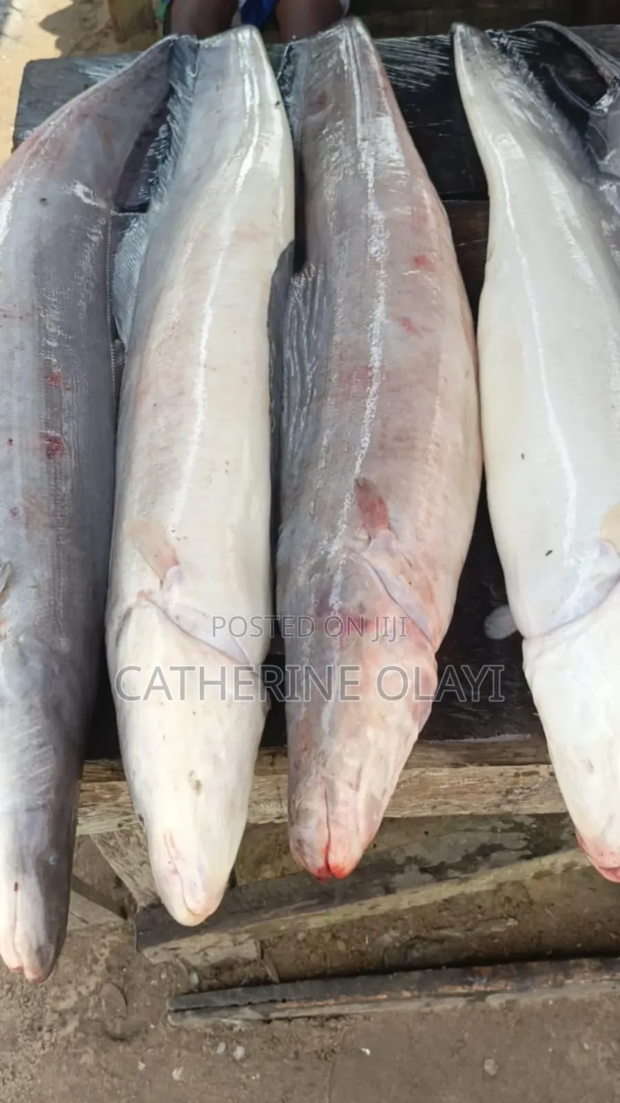 Asa Fish or Eja Osan African Knifefish