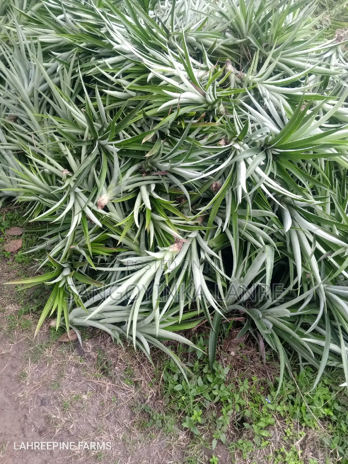 Improved Hybrid Pineapple Suckers