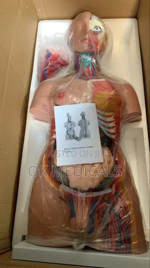 Human Torso (Unisex Torso 23 Parts)