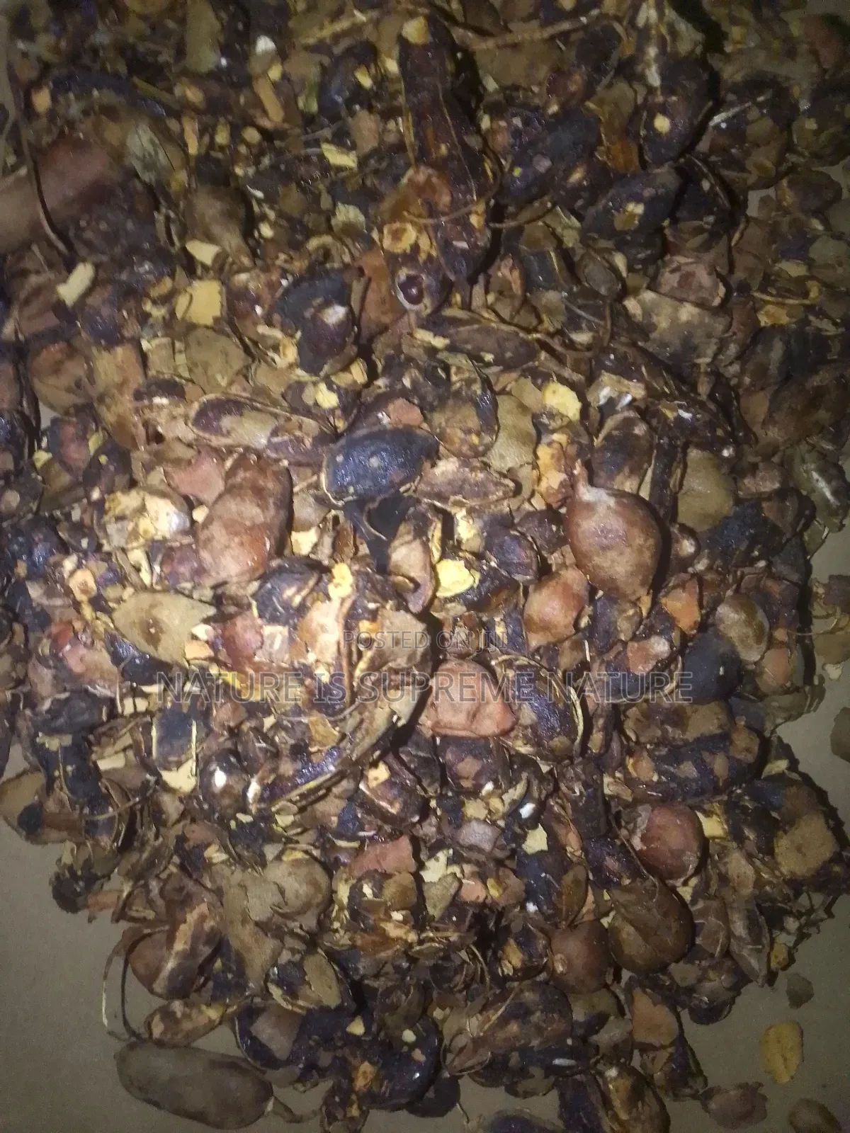 Tamarind For Medicinal Herbs