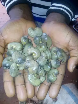 Raw Cashew Nuts in Tonnes (1,000kg) for Sale in Offa