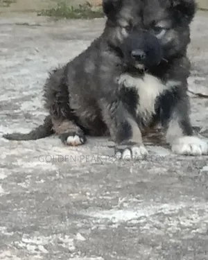 1-3 months Female Purebred Caucasian Shepherd