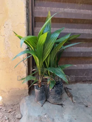 Tenera Oil Palm Seedlings
