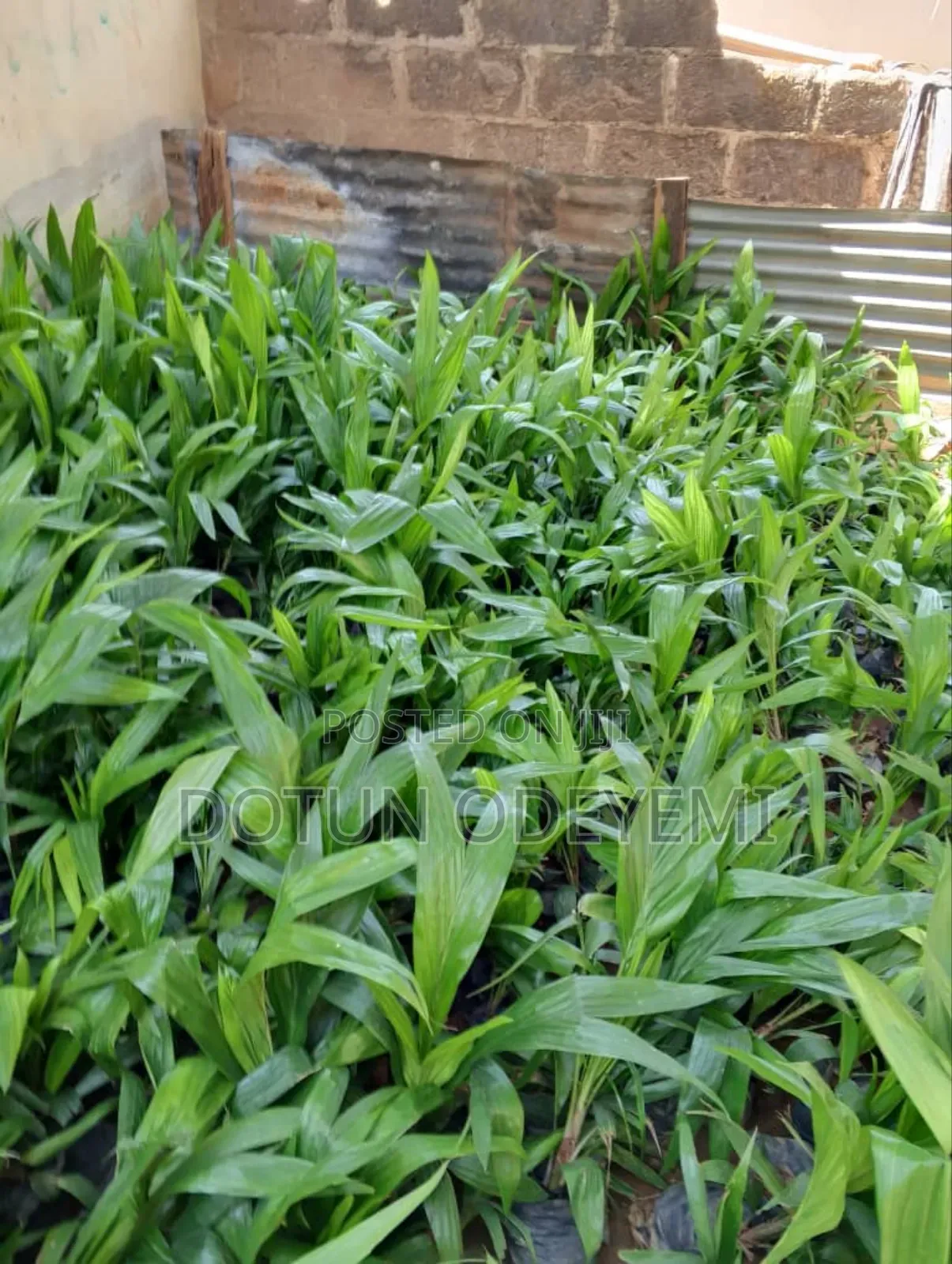 Tenera Oil Palm Seedlings