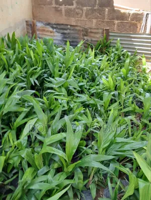 Tenera Oil Palm Seedlings