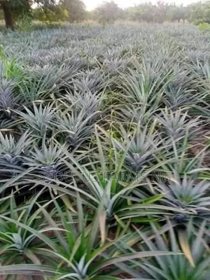 Smooth Cayenne Pineapple Suckers