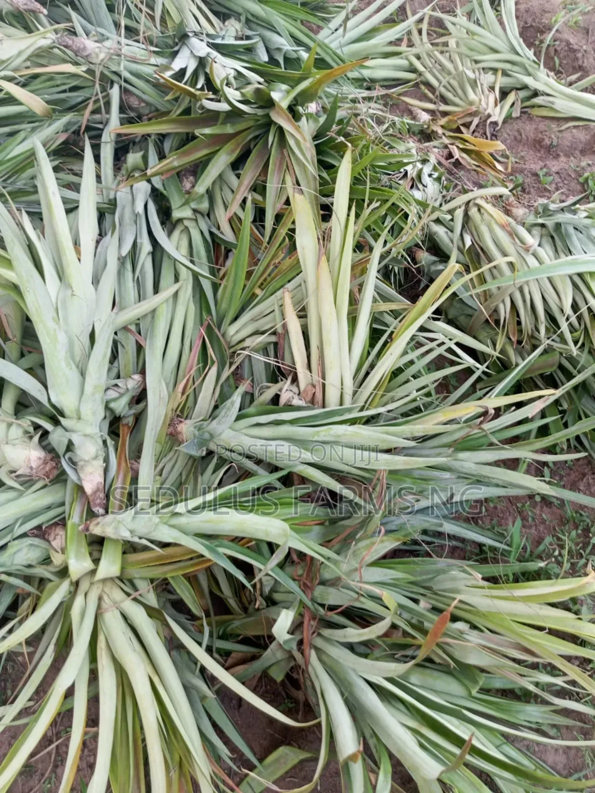 Smooth Cayenne Pineapple Suckers