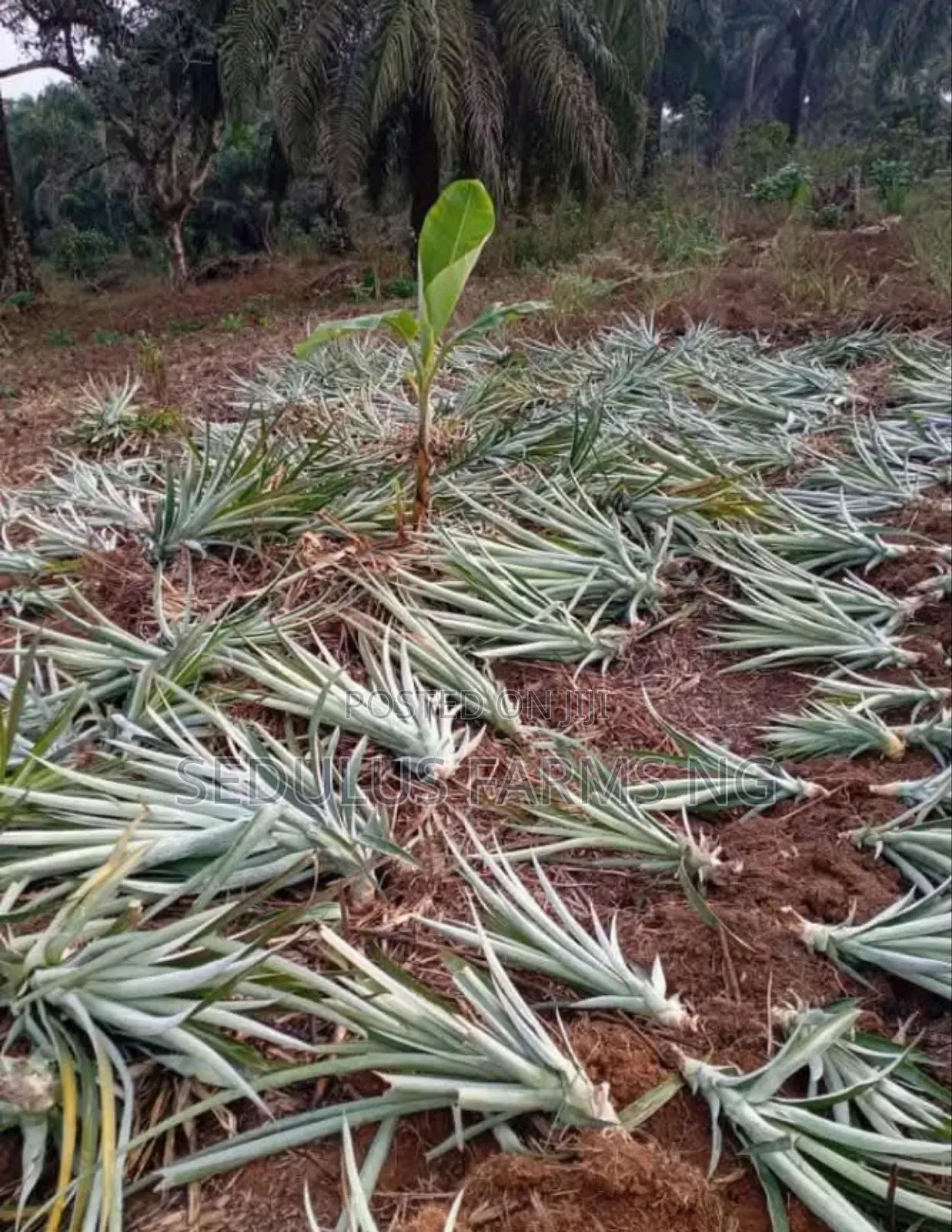 Smooth Cayenne Pineapple Suckers