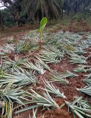 Smooth Cayenne Pineapple Suckers