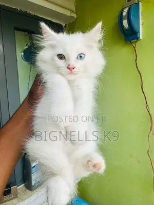 1-3 months Female Purebred Persian
