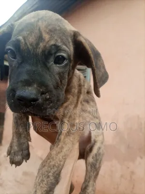 1-3 months Male Purebred Boerboel
